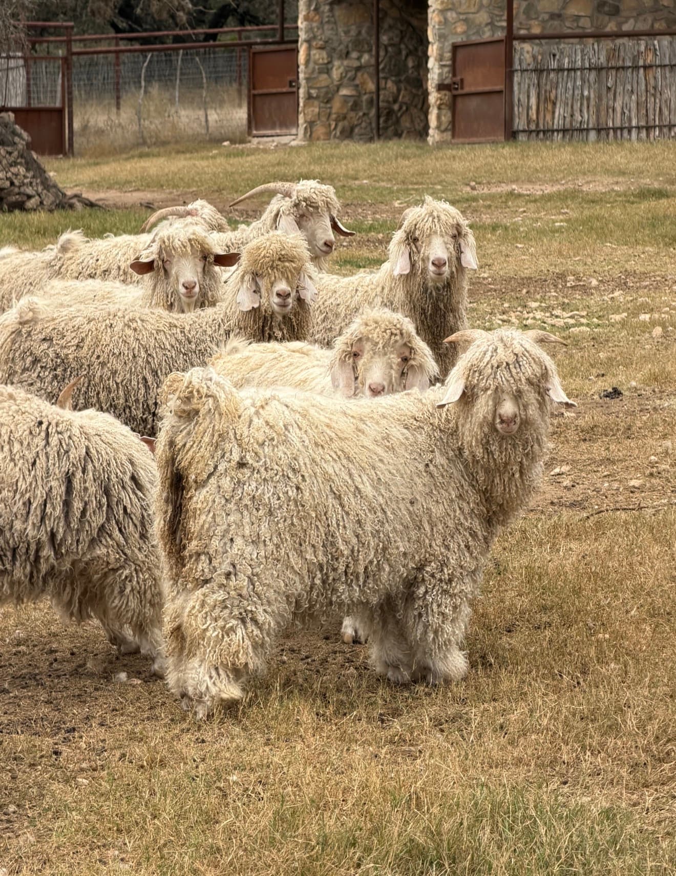 Angora goats