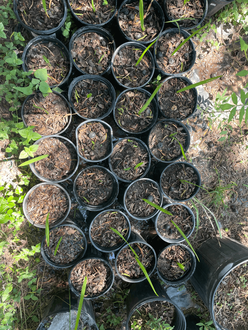Saplings growing in buckets